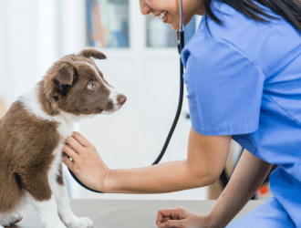 dog at vet - vaccination