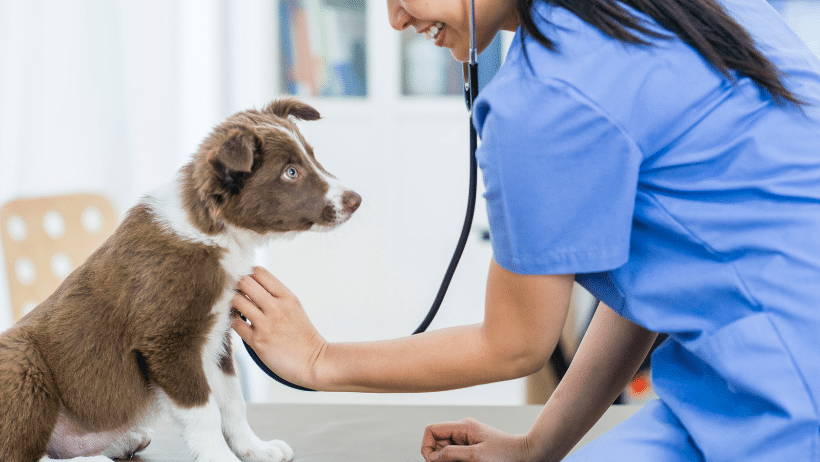 dog at vet - vaccination