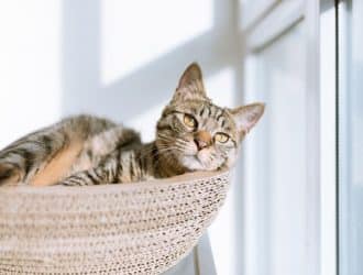 best cat beds