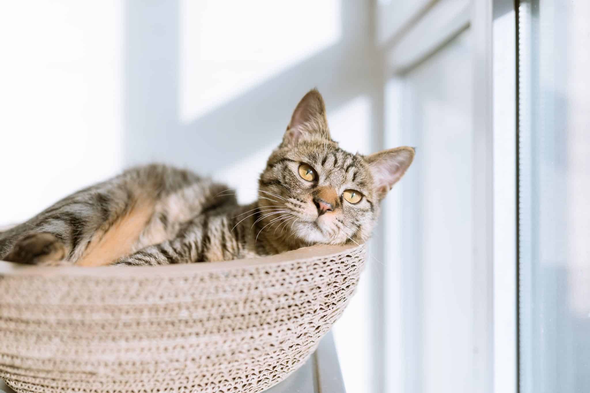 best cat beds