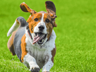 agility training for your dog