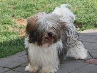 havanese dog