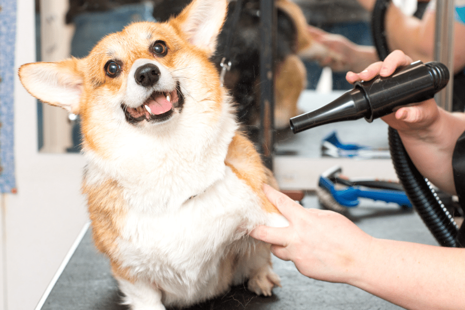 pomeranian hair cut