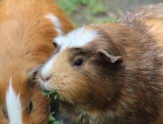 guinea pig