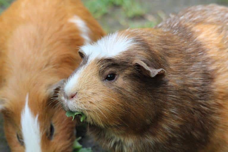 guinea pig