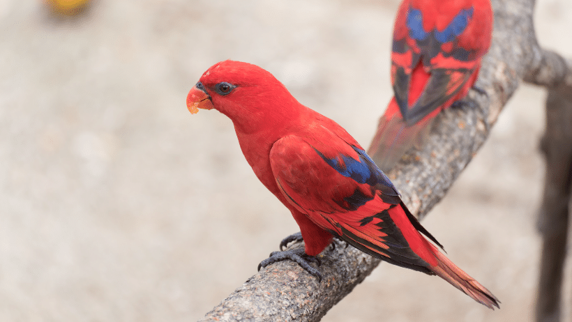 red bird names