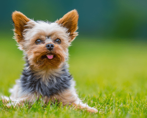 Yorkshire Terrier