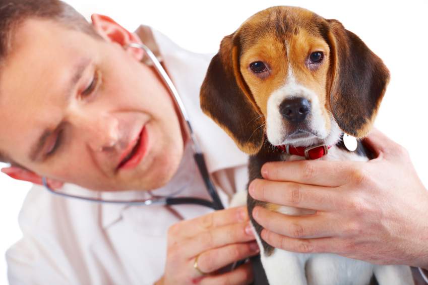 dog at vet - vaccinations