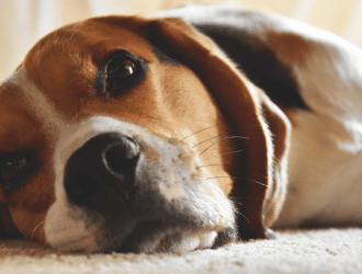 Training your Pocket Beagle