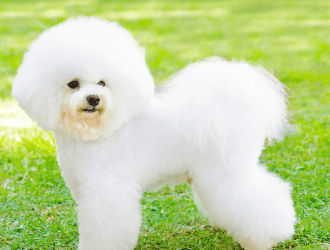 bichon Frise 1