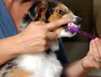 Dog teeth cleaning - dental work