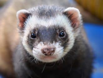 ferret animal care