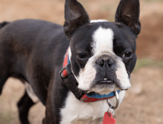 boston terrier companion dogs