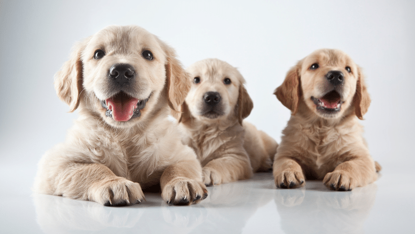 puppies on table