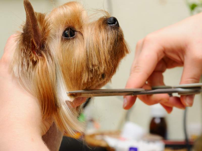 dog grooming