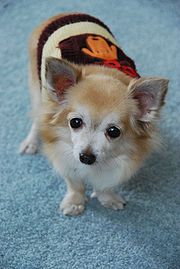 longhaired chihuahua