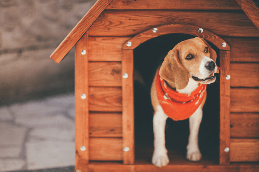 dog in dog house