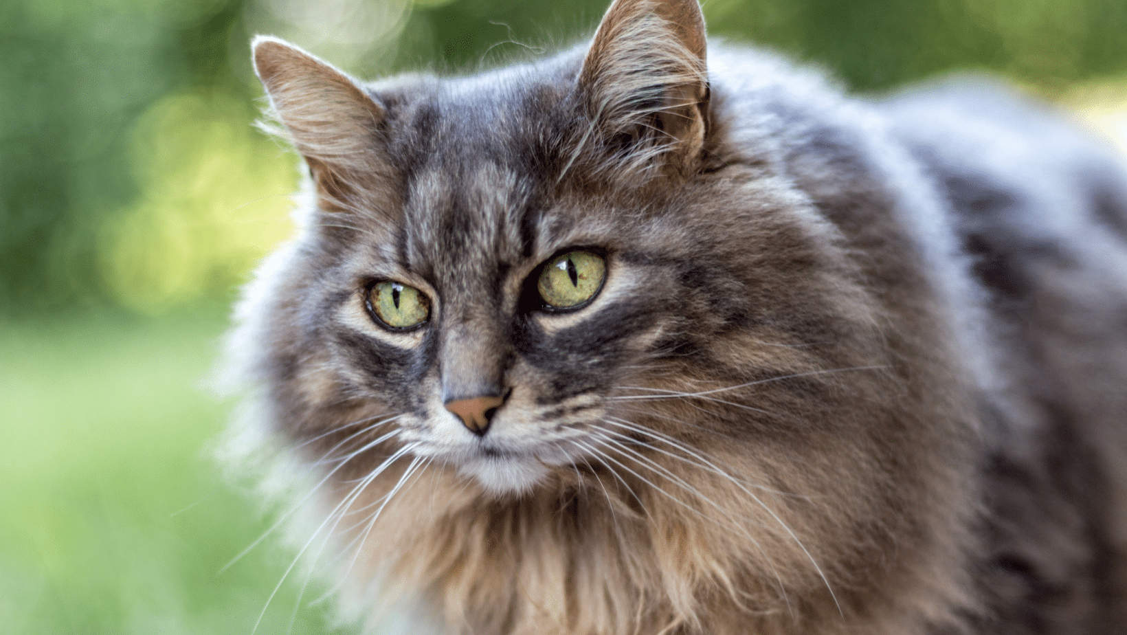 Maine Coon cat drinking from a faucet