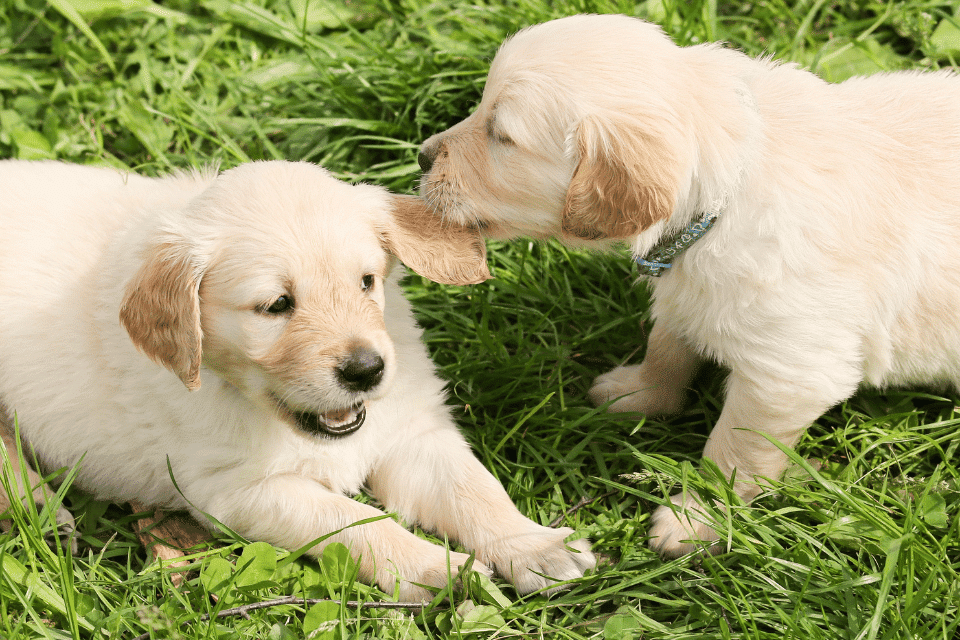 puppy biting toy