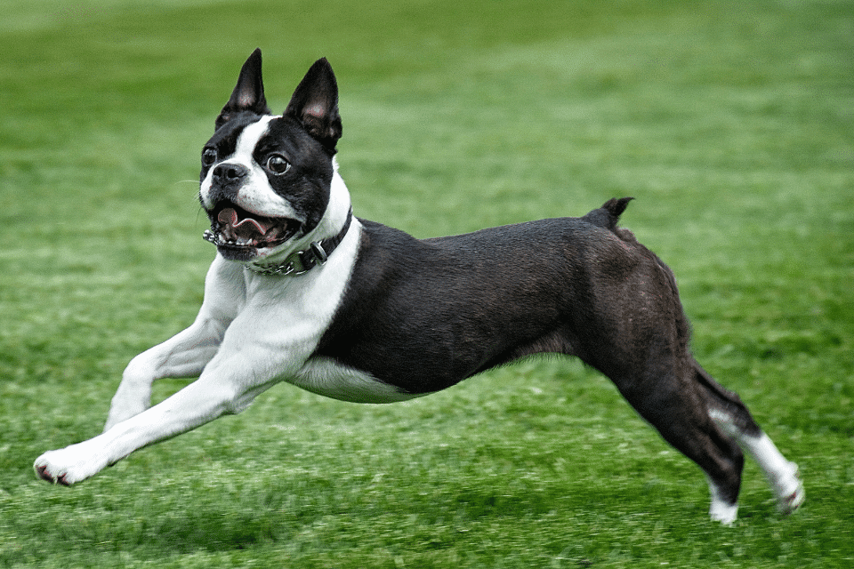 Boston Terrier 