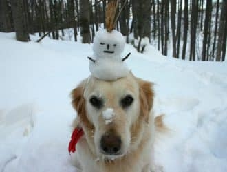 dog outside standing in the snow