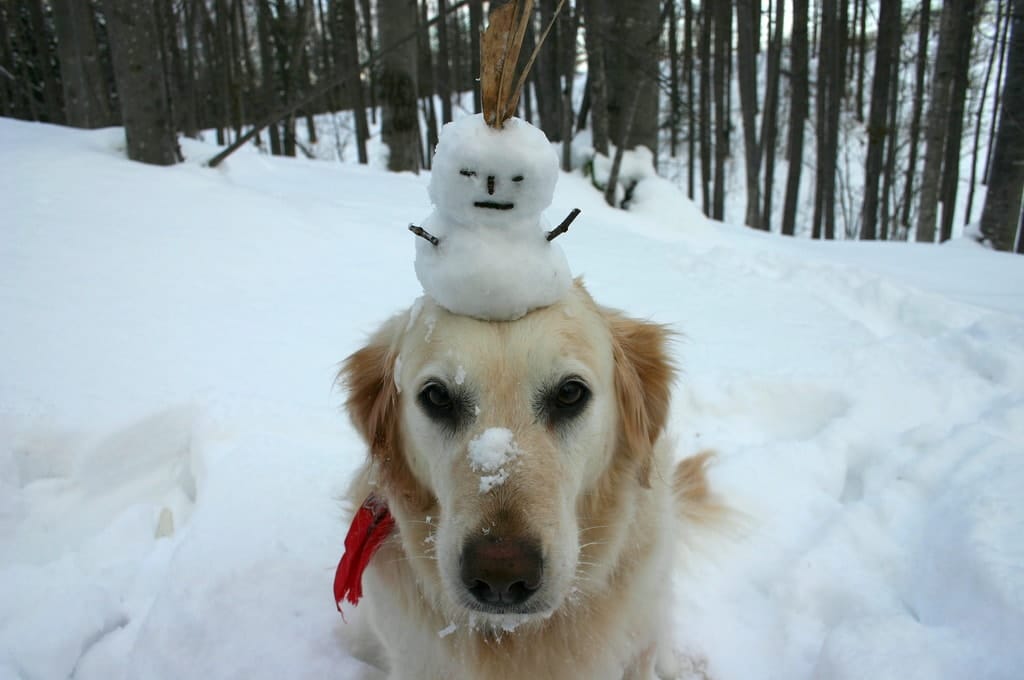 dog outside standing in the snow