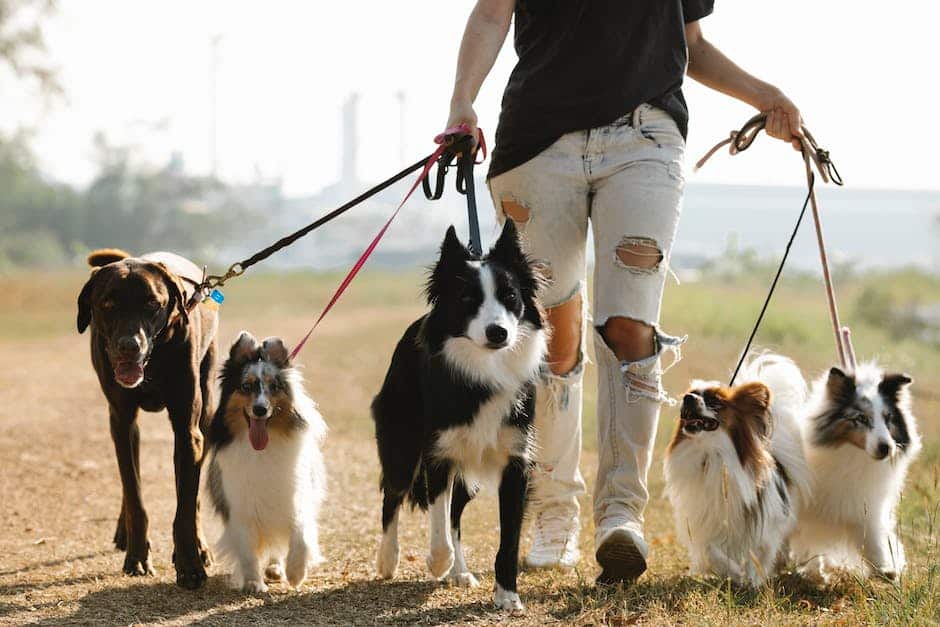 Image of different dog breeds standing together, showcasing the variety of breeds available.