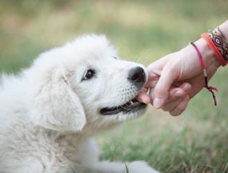 puppy biting