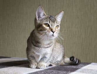 1024px Munchkin Aliska Karapuz c26