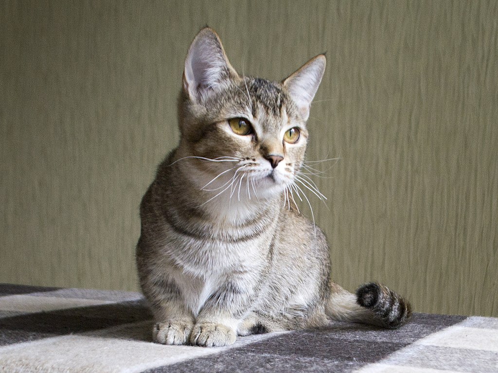 1024px Munchkin Aliska Karapuz c26