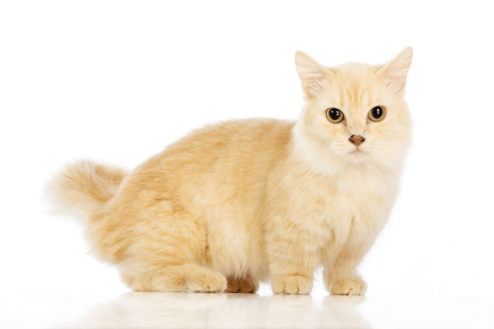 Munchkin cat - short legged cats