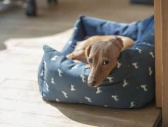 getting the right dog bed for your puppy