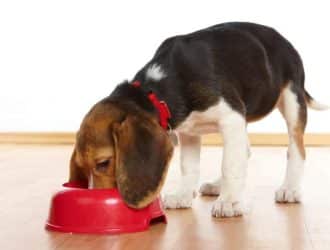 how much to feed a puppy by age