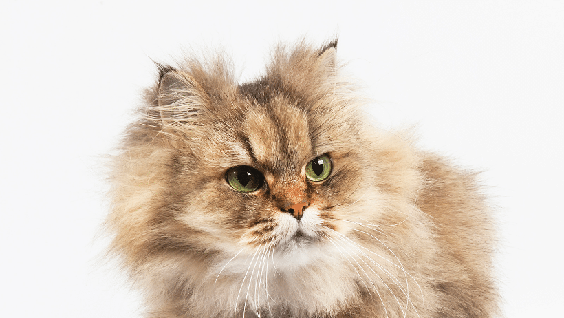 chinchilla persian golden