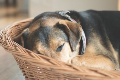 dog in bed