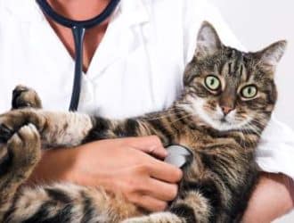 understanding diabetes in cats