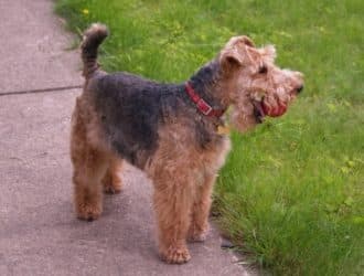 welsh terrier