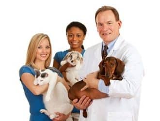 Vet and Assistants