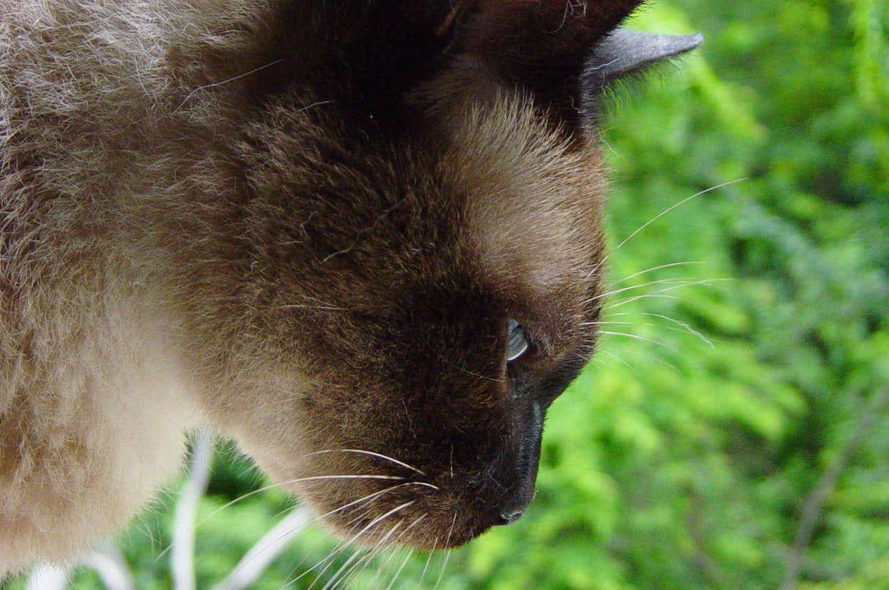 cat is thinking 1255227 eb9