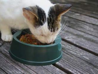 find the best cat food