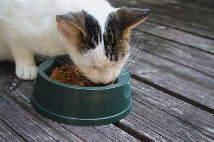 Five tips for a healthy cat