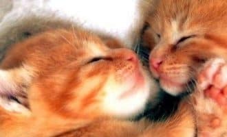 two-kittens-sleeping