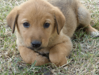 puppy in grass - anxiety