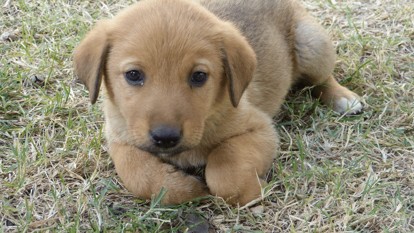 puppy in grass