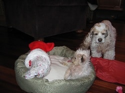 betty boop_and_spaniel