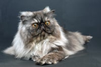 persian cat