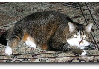 cat on carpet