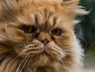 best foods for your Persian cat