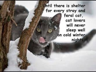 caring for feral and stray cats in winter