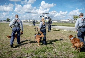 Helicopter Study dogs approaching